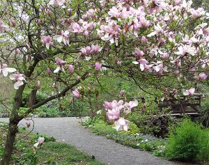 magnolia-tree-path - Sherman blog